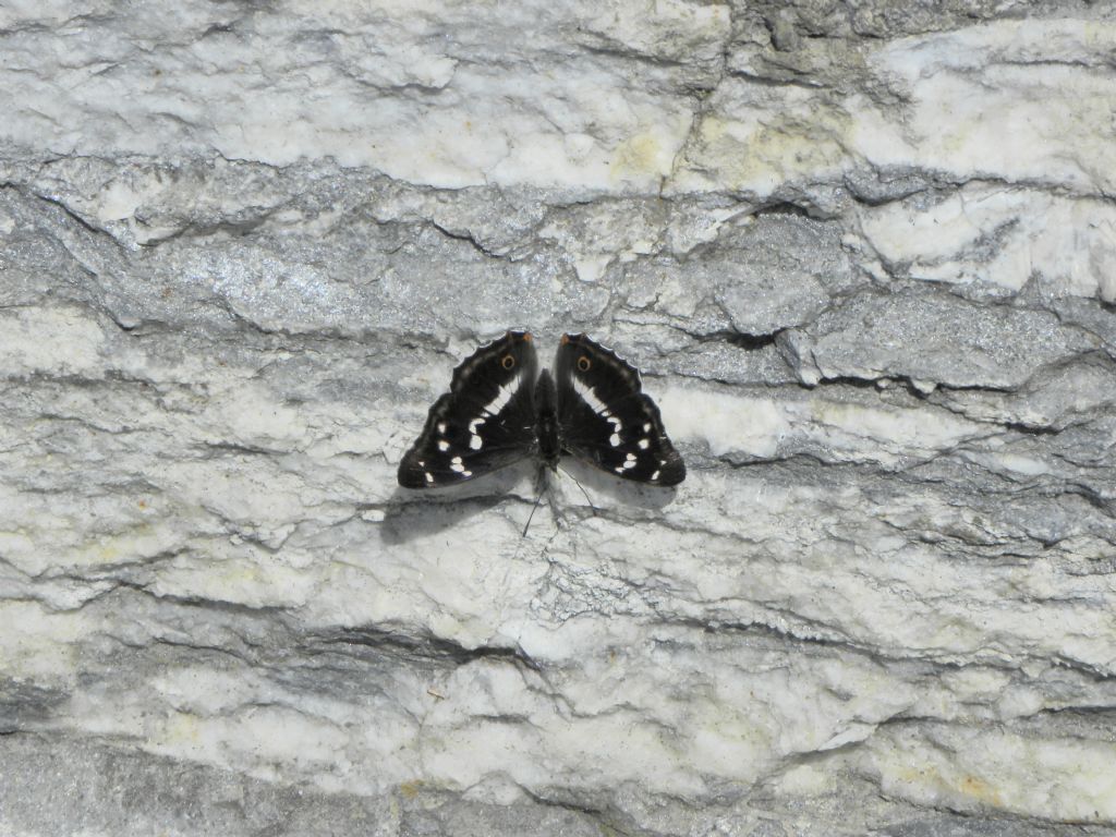 Conferma determinazione: Apatura iris - Nymphalidae